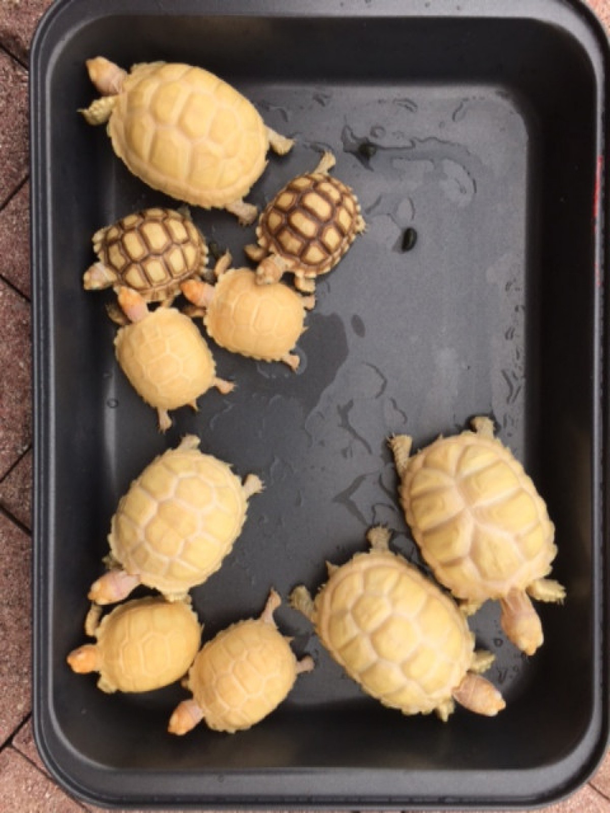 Aldabra Und Sulcata Schildkroten Zum Verkauf Schildkroten