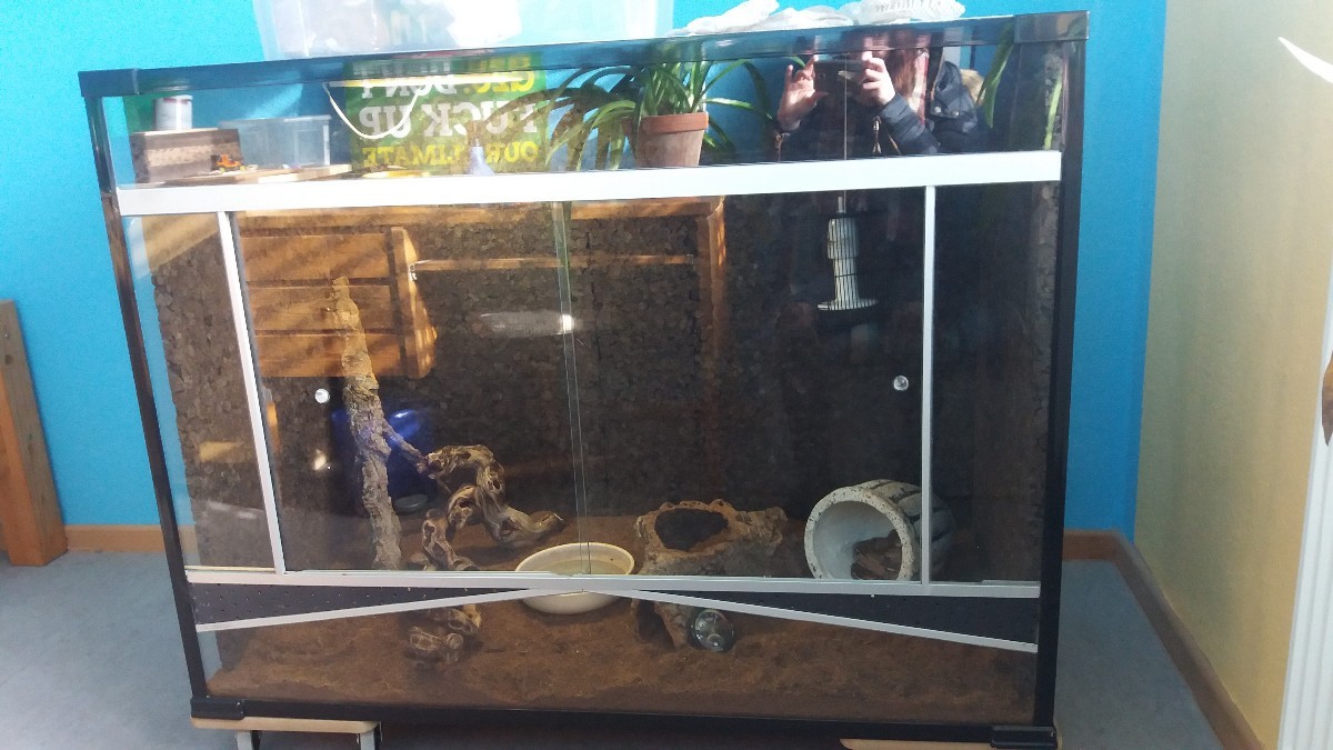 !! Boa Constrictor Imperator plus Terrarium dringen ab zu geben