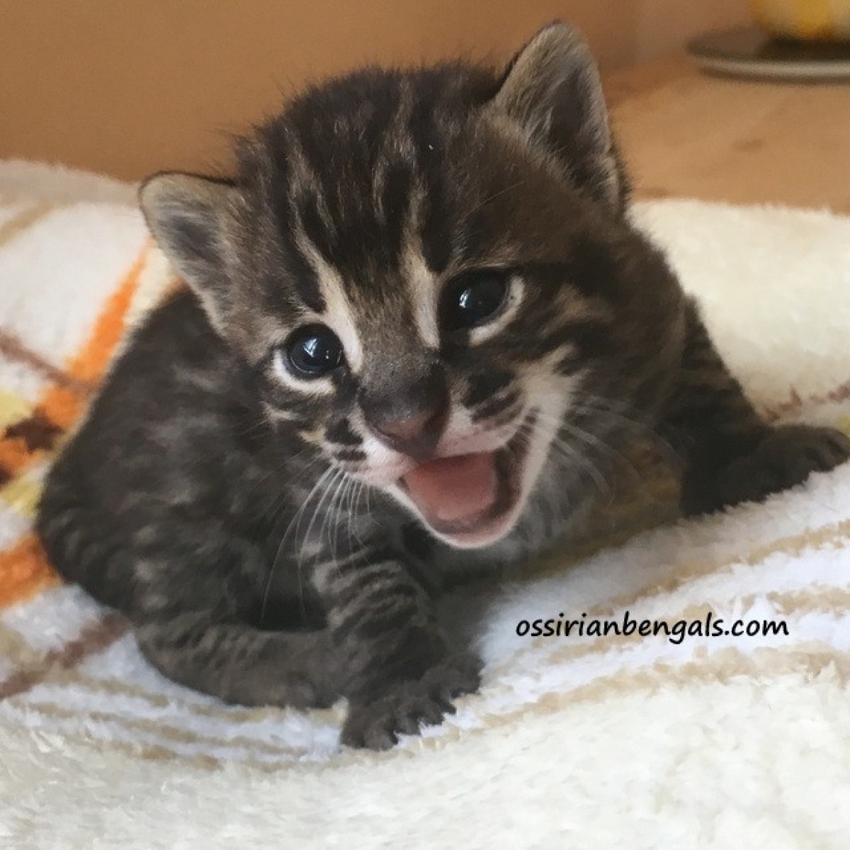 F1 Bengal Kitten Alc Asiatische Leopardkatze X Bengal Katze