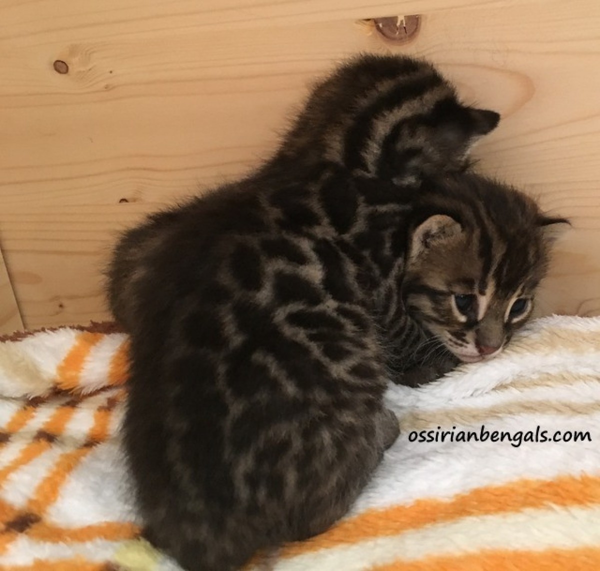 F1 Bengal Kitten Alc Asiatische Leopardkatze X Bengal Katze