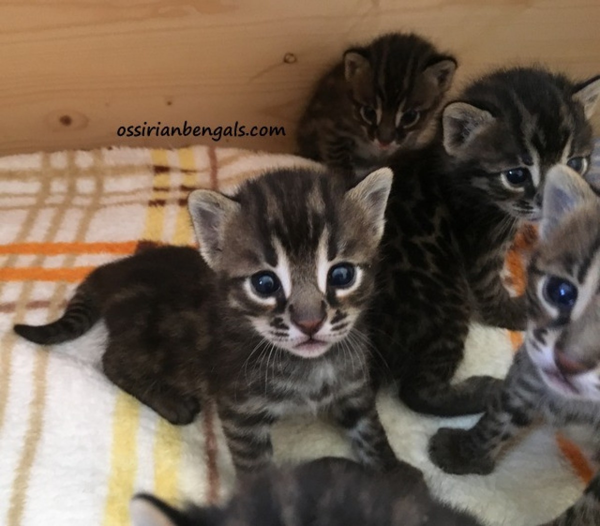 F1 Bengal Kitten Alc Asiatische Leopardkatze X Bengal Katze