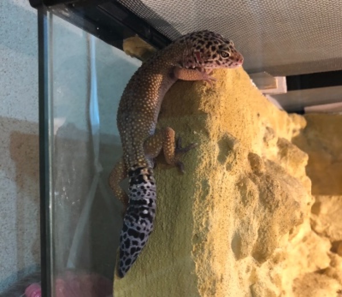Leopardgeckos - Geckos - Deutschland - Reptilienserver ...