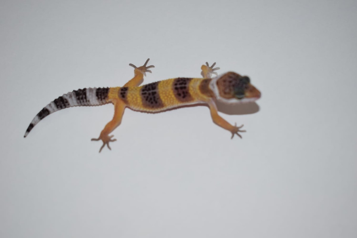 Leopardgecko Nz - Verkaufe / Sell - Deutschland - Reptilienserver