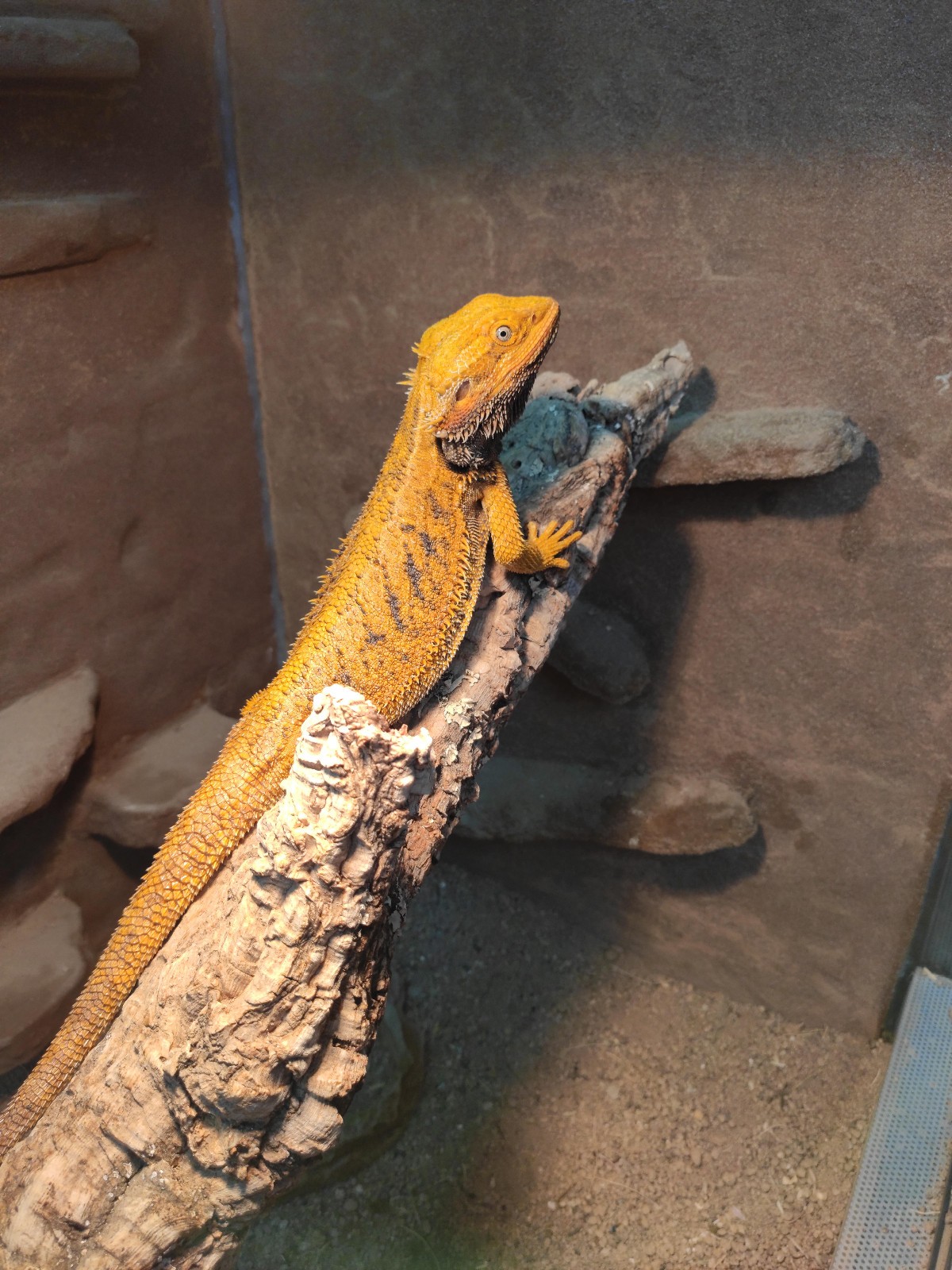 Bartagame, 6 Jahre alt - Agamen - Deutschland - Reptilienserver