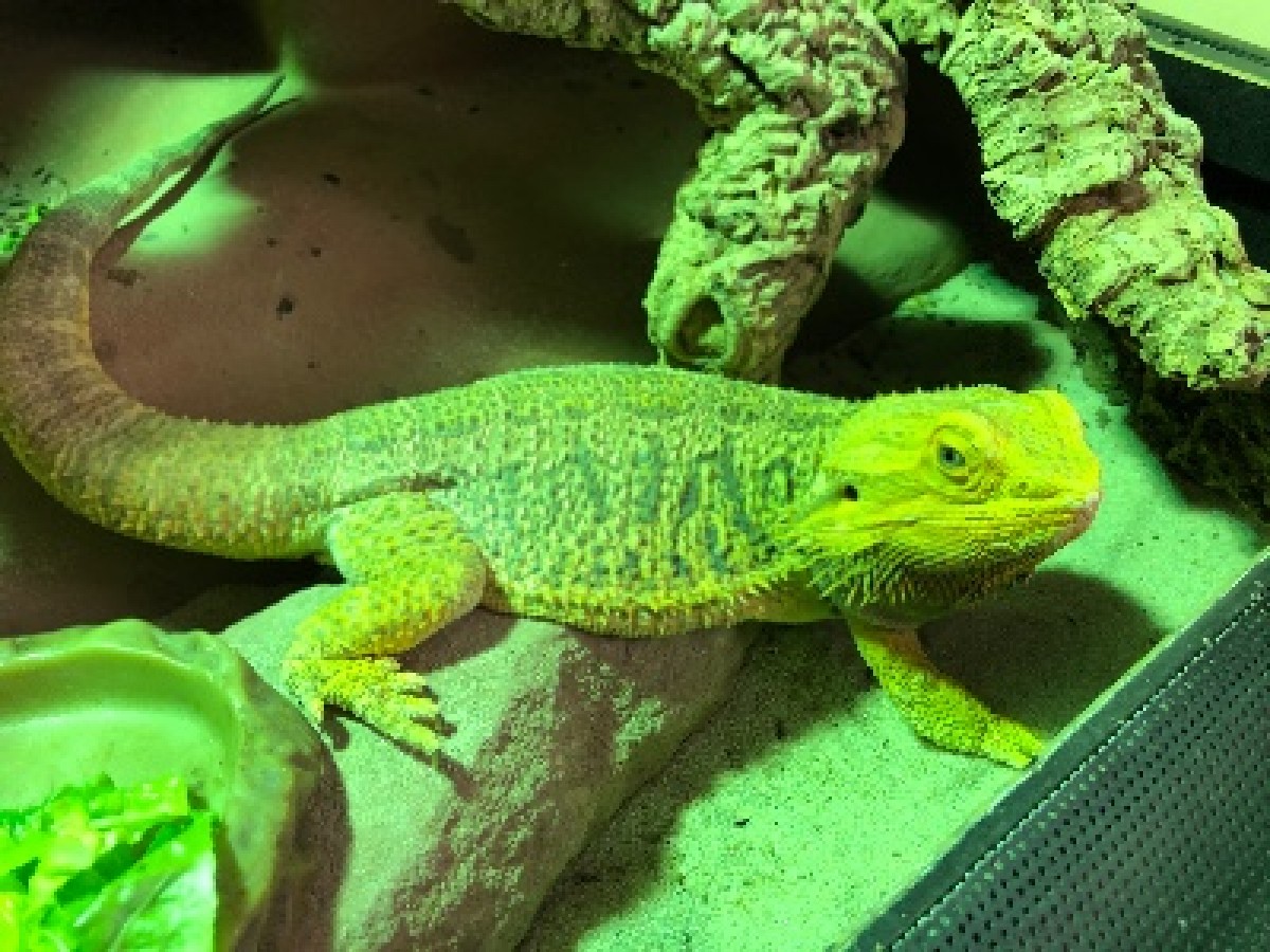 Bartagame Männchen in gute Hände abzugeben - Echsen (Allgemein)