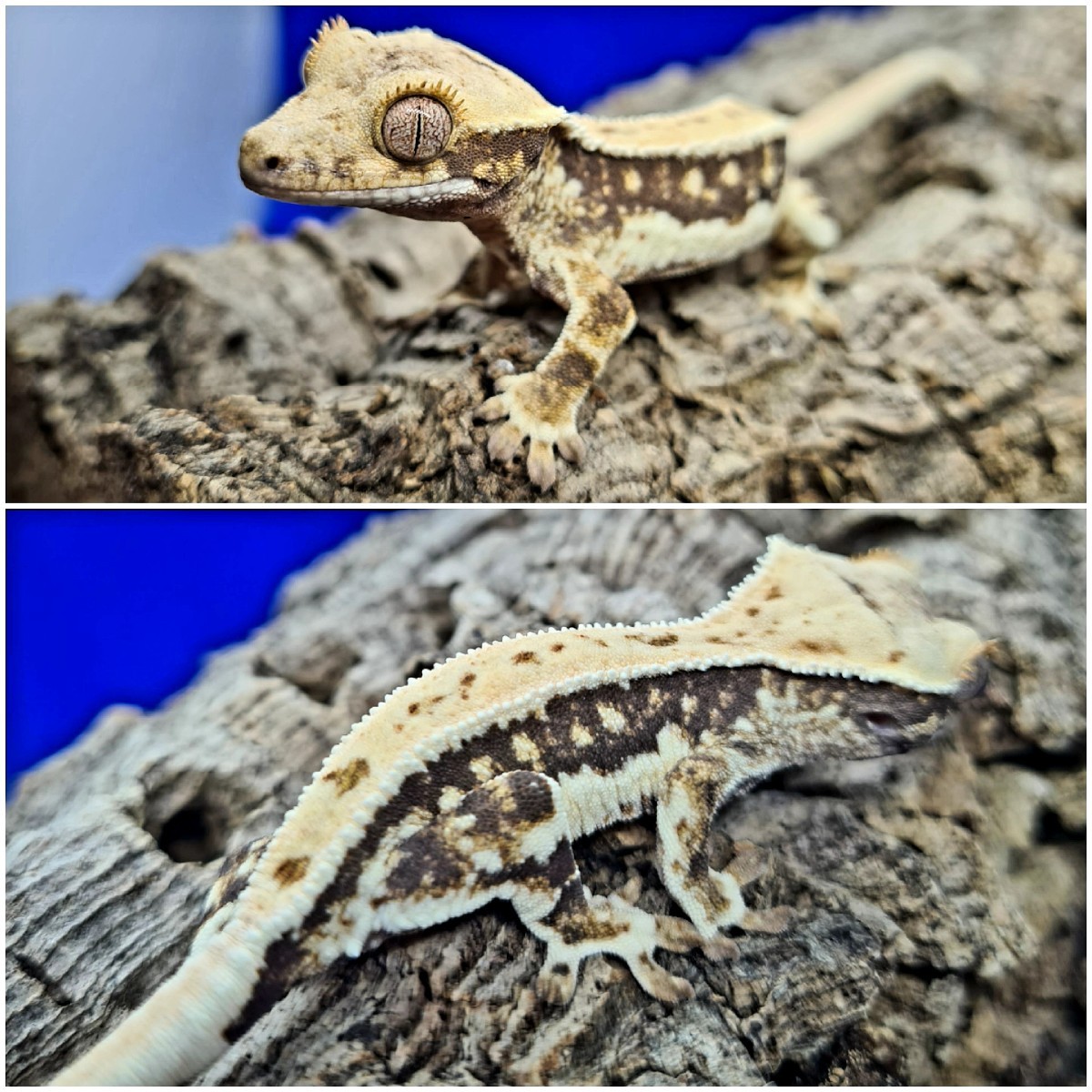 Lilly white crested gecko - Geckos - Polen - Reptilienserver