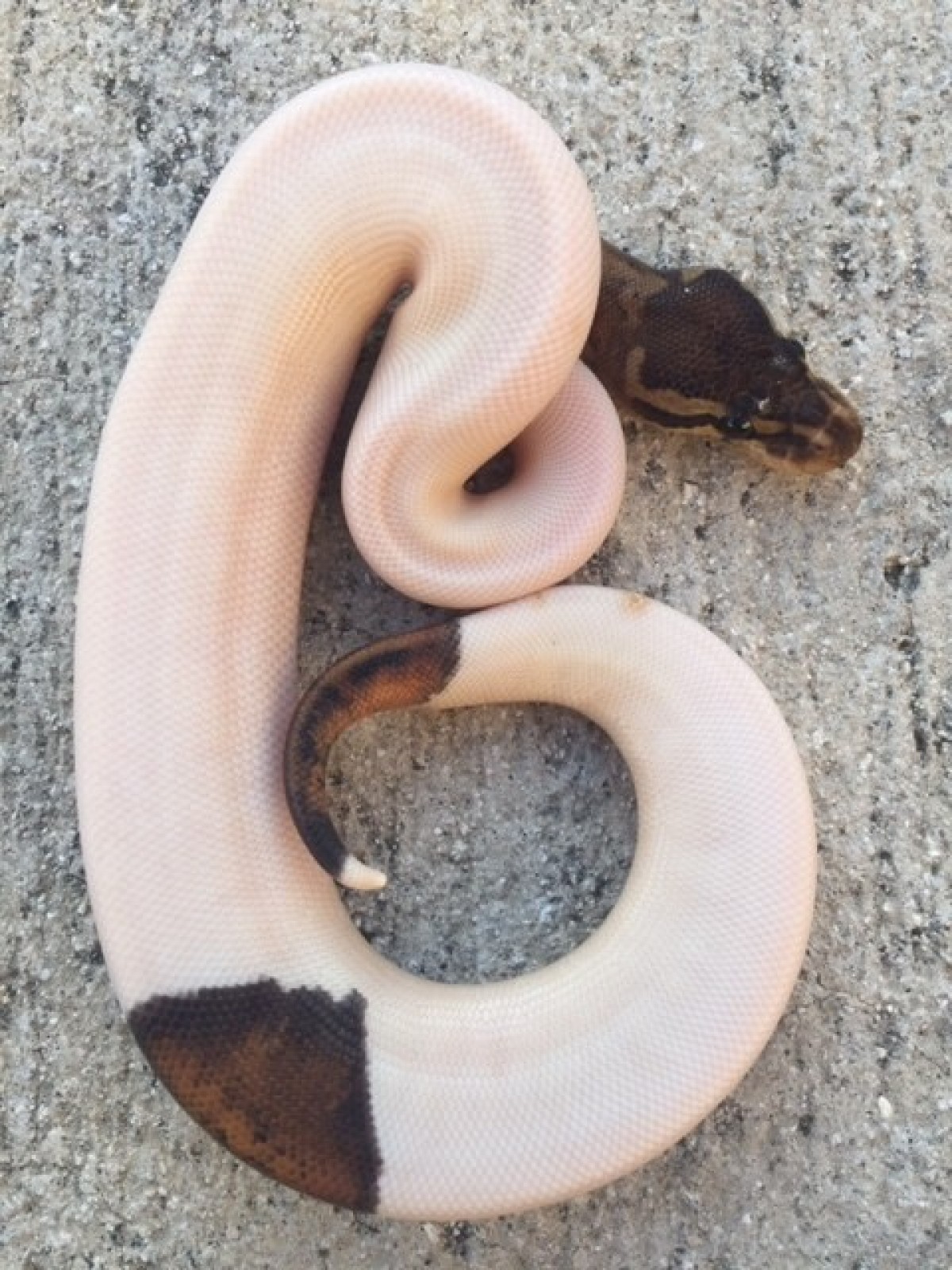 Black Pastel Piedbald ball python - Schlangen (ungiftig ...
