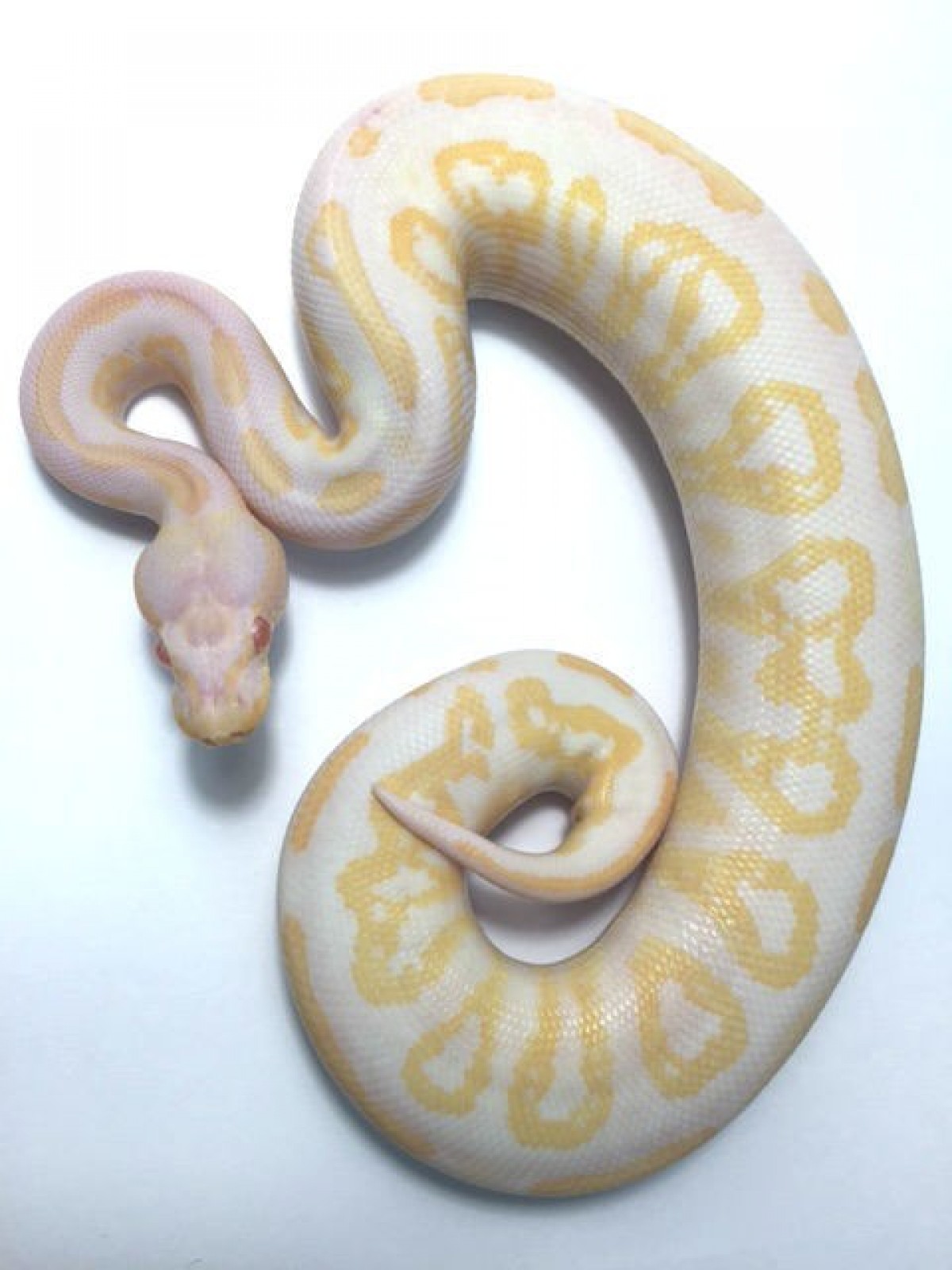Albino Black Pastel Ball Python for sale (Python regius)n.